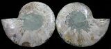 Polished Ammonite Pair - Agatized #54312-1